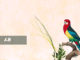 새 bird