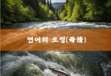 연어의 모정(母情) salmon